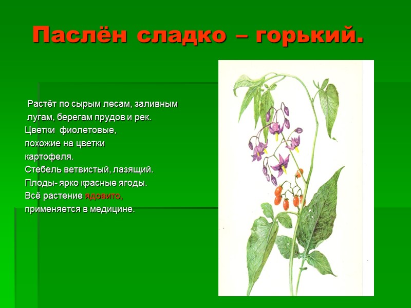 Паслён сладко – горький.   Растёт по сырым лесам, заливным  лугам, берегам